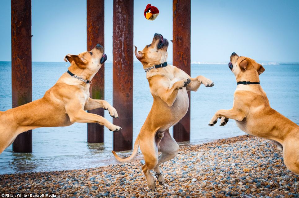 964x639, 120 Kb / собака, мяч, пляж, море, птичка, энгри бердс