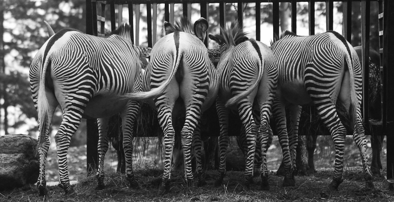 1280x655, 226 Kb / зебры, попы