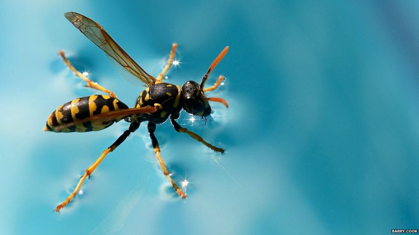 850x478, 36 Kb / вода, оса