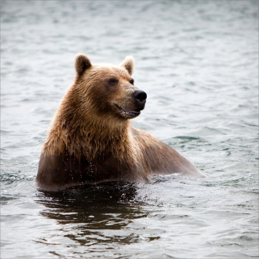 850x850, 112 Kb / вода, медведь, улыбка