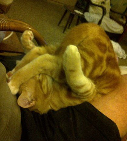 418x464, 49 Kb / кот, рыжий, акробат