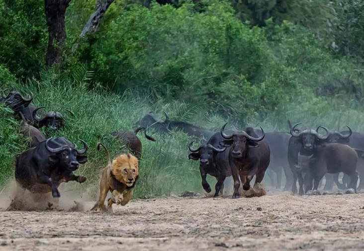 732x505, 173 Kb / лев, быки, африка