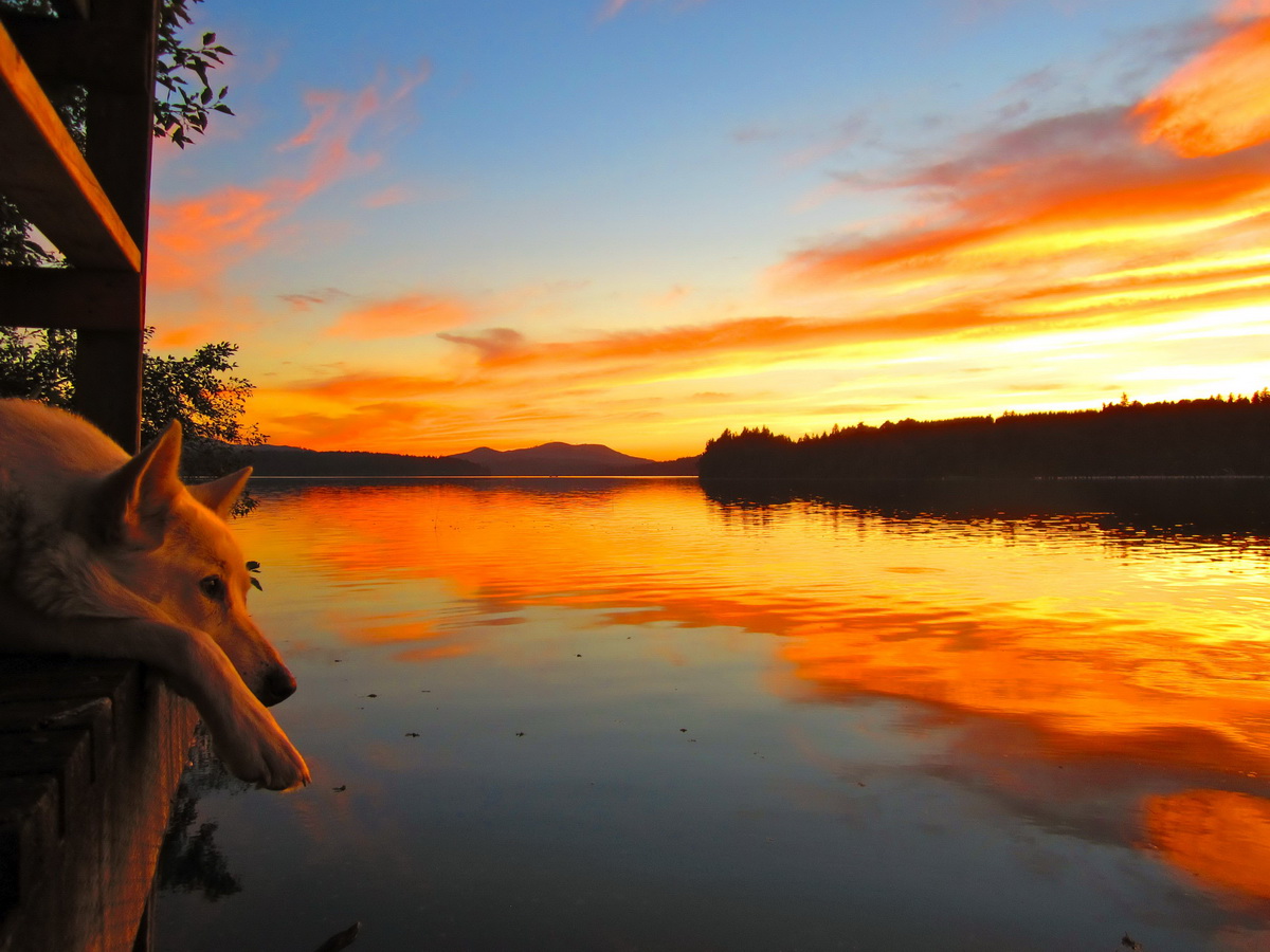 1200x900, 264 Kb / собака, вода, закат