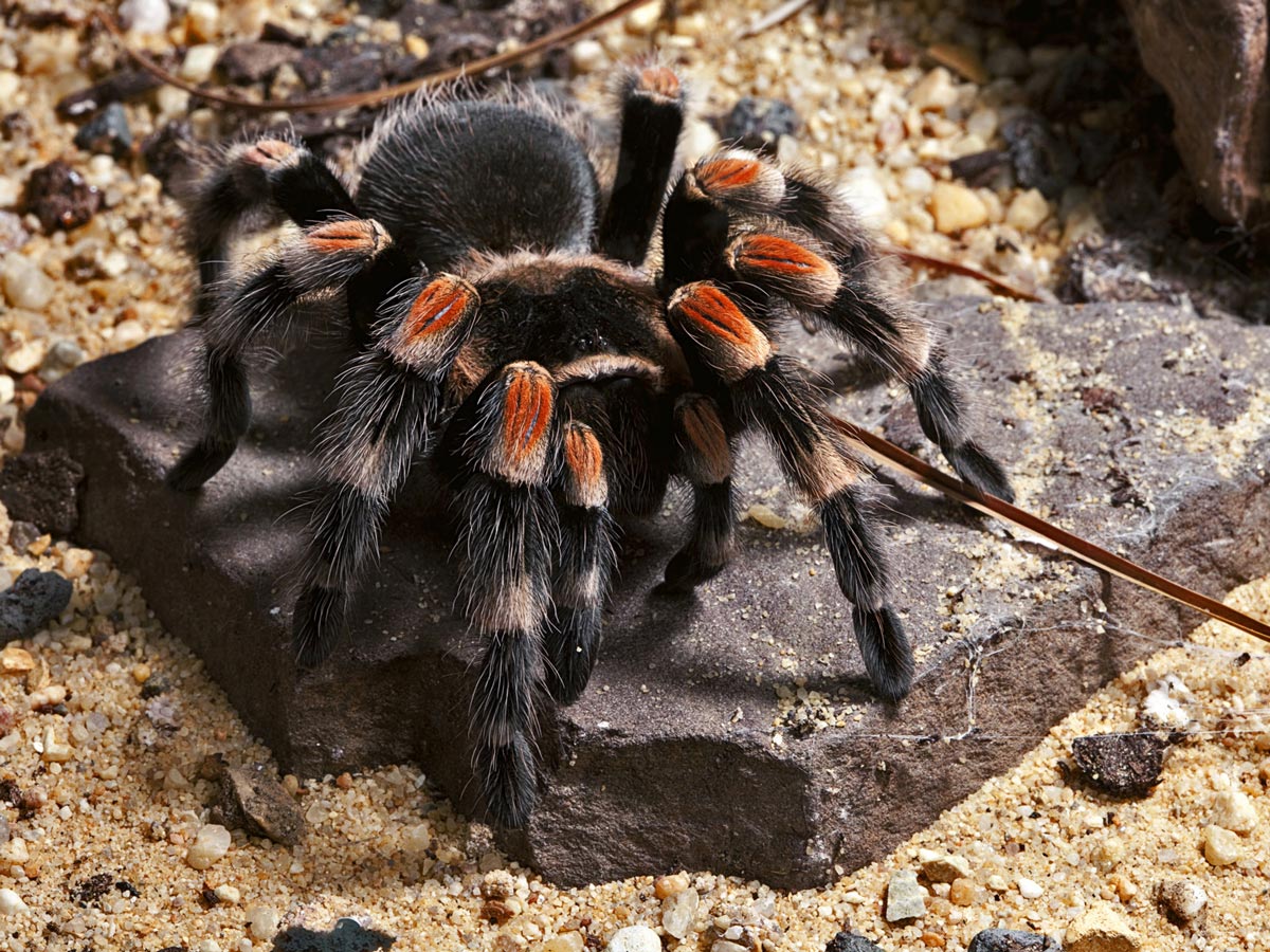 1200x900, 279 Kb / паук