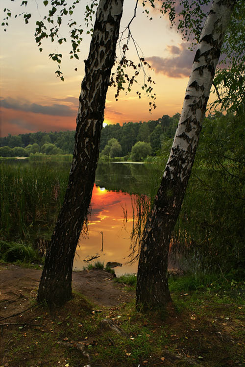 500x749, 102 Kb / берёзы, озеро, пейзаж