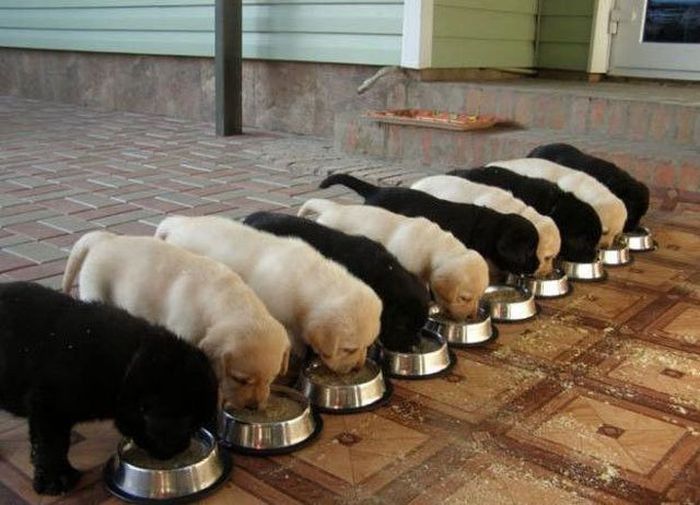 700x505, 58 Kb / щенята, миски, корм, щенки, система