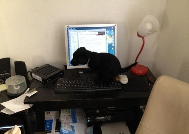 640x453, 50 Kb / собака, клавиатура, срёт