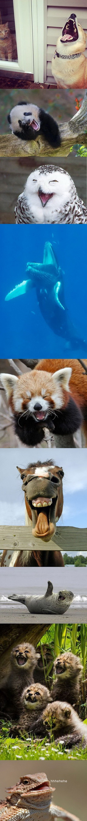 286x2700, 286 Kb / животные, улыбки