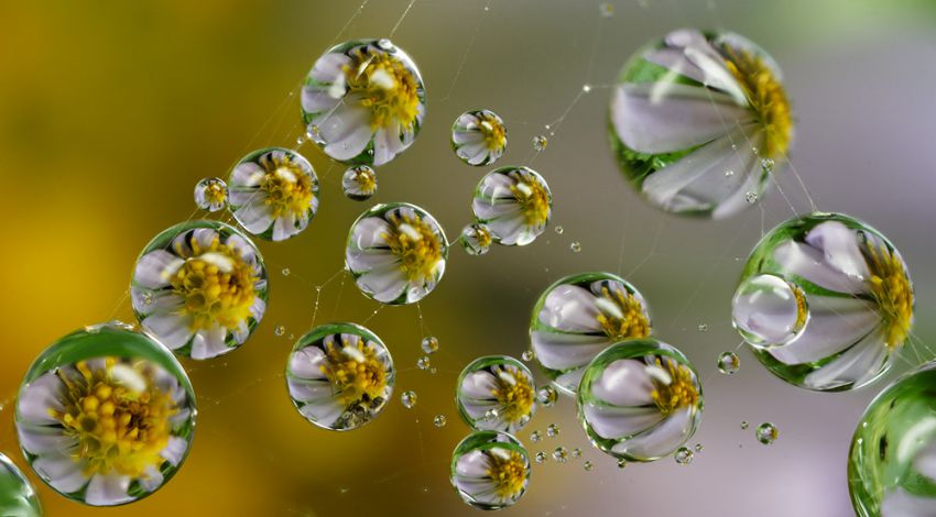 850x470, 56 Kb / капли, цветы