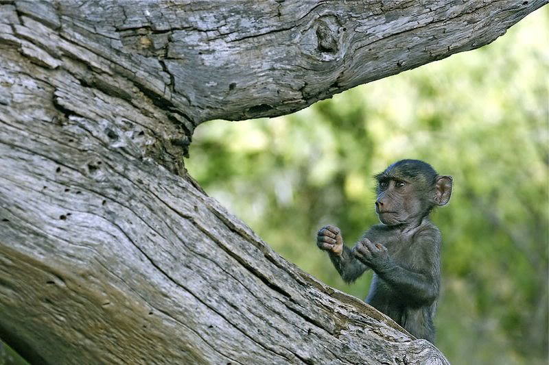 800x533, 93 Kb / обезьяна, дерево