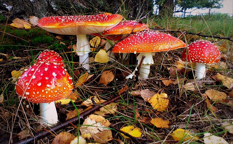 800x496, 295 Kb / мухомор, гриб
