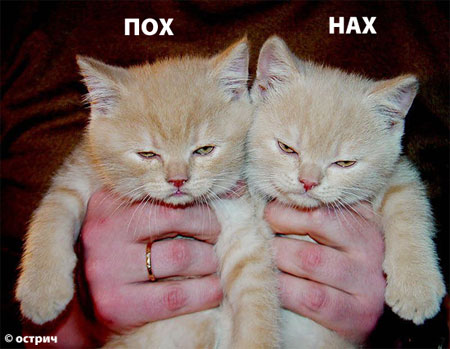 450x349, 44 Kb / коты, пох, нах