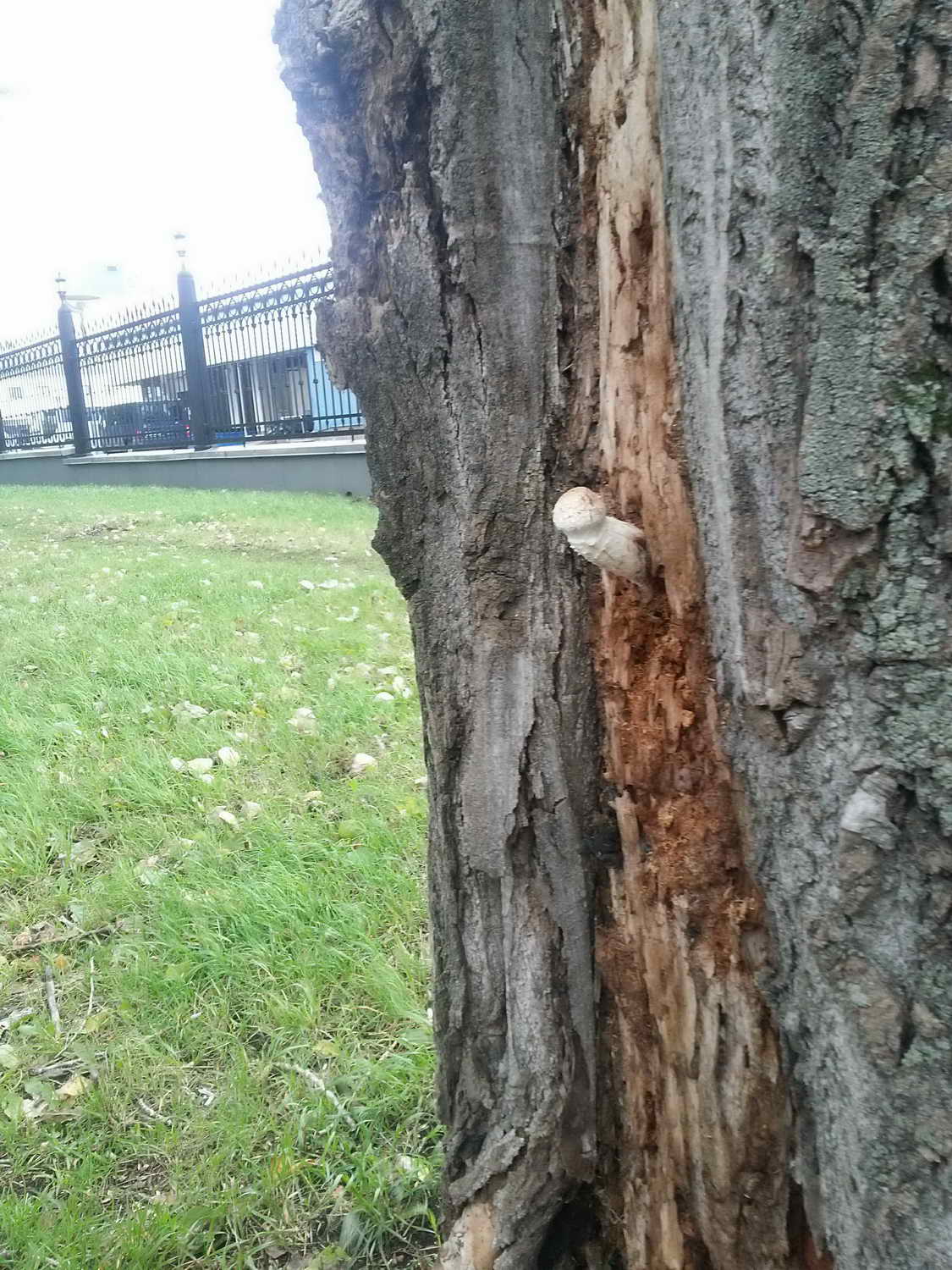 1125x1500, 240 Kb / гриб, дерево