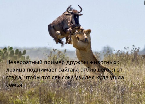 500x360, 43 Kb / антилопа, сайгак, львица, трава