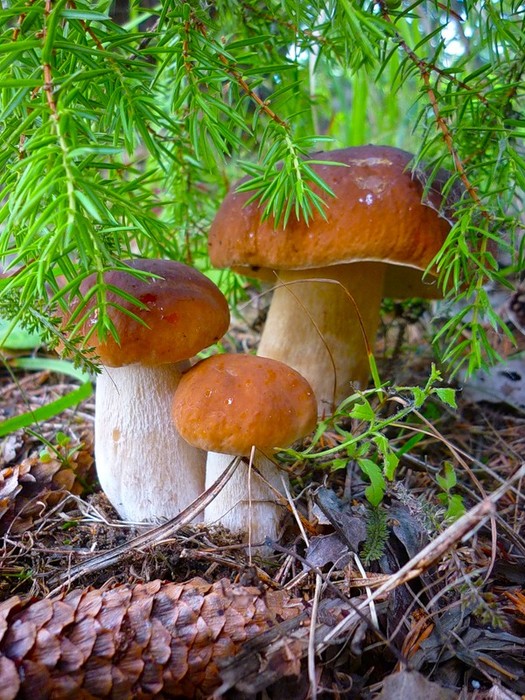 525x700, 160 Kb / грибы, шишка, елка