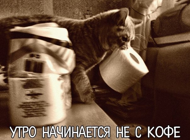 604x448, 73 Kb / утро, кофе, кот, туалетная бумага, ч/б, подпись, хаос, анархия, Гришковец
