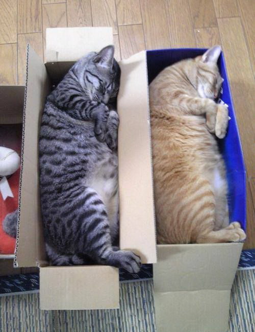 500x650, 81 Kb / кот, коробка, сон