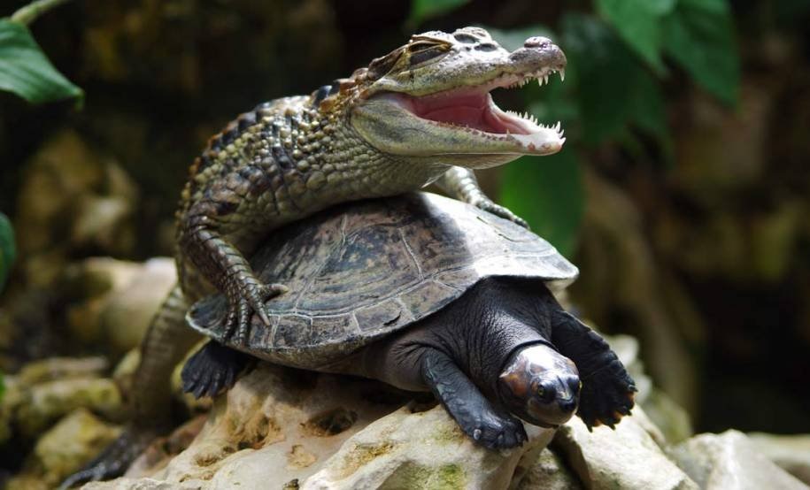 915x554, 80 Kb / крокодил, черепаха, секс