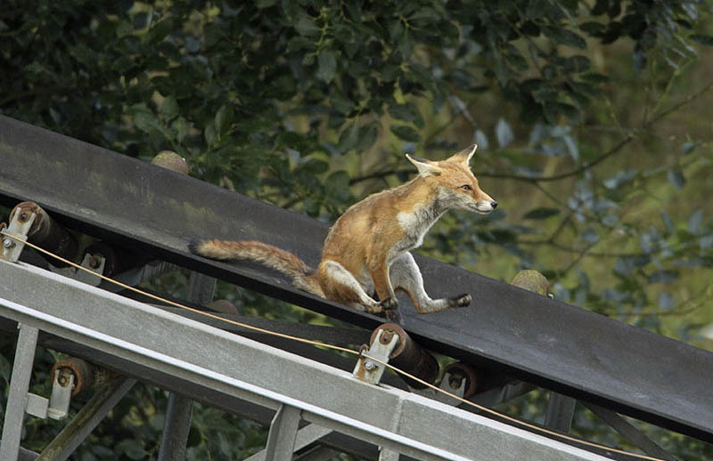 800x518, 118 Kb / Лисица, карьер, атракцион