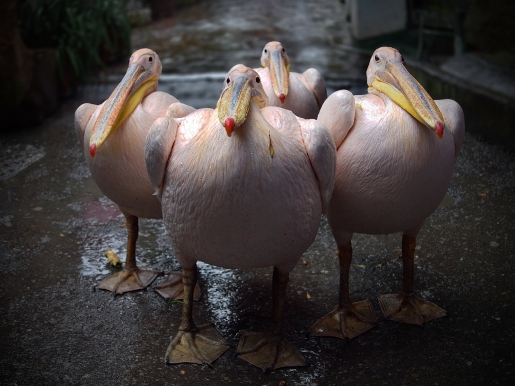 1001x751, 142 Kb / пеликаны