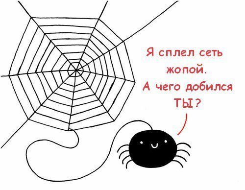 500x388, 31 Kb / паук, сеть