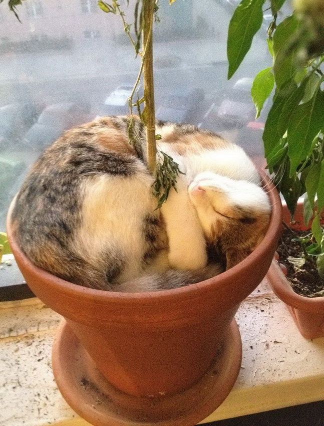 647x850, 263 Kb / котэ, горшок, цветок