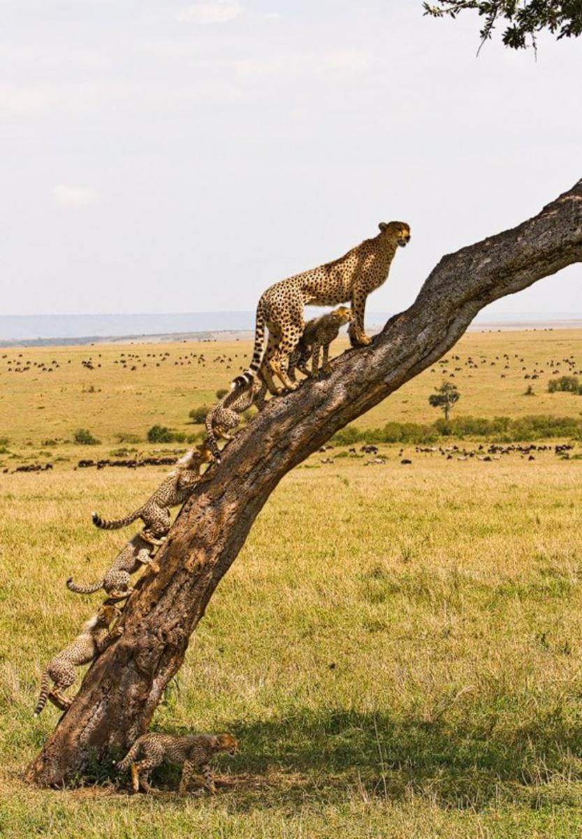 833x1200, 167 Kb / гепард, дерево