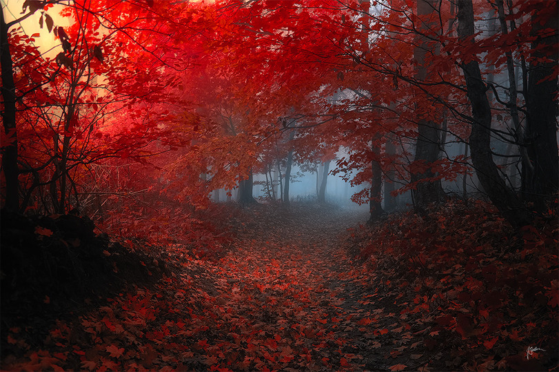 811x539, 282 Kb / осень, листья, лес