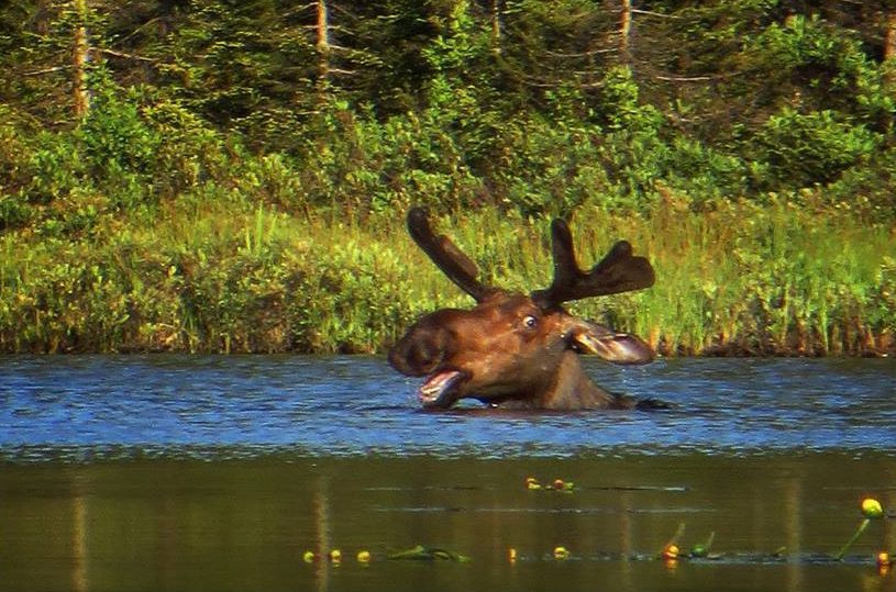 815x539, 115 Kb / лось