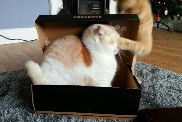 599x402, 55 Kb / коты, удар, коробка