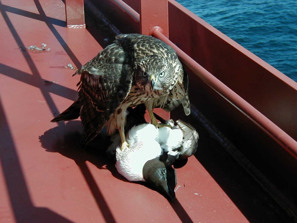 1024x768, 152 Kb / палуба, леер, ястреб, добыча