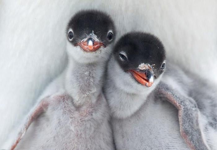 700x484, 38 Kb / пингвины