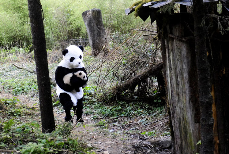 748x505, 145 Kb / панда, костюм