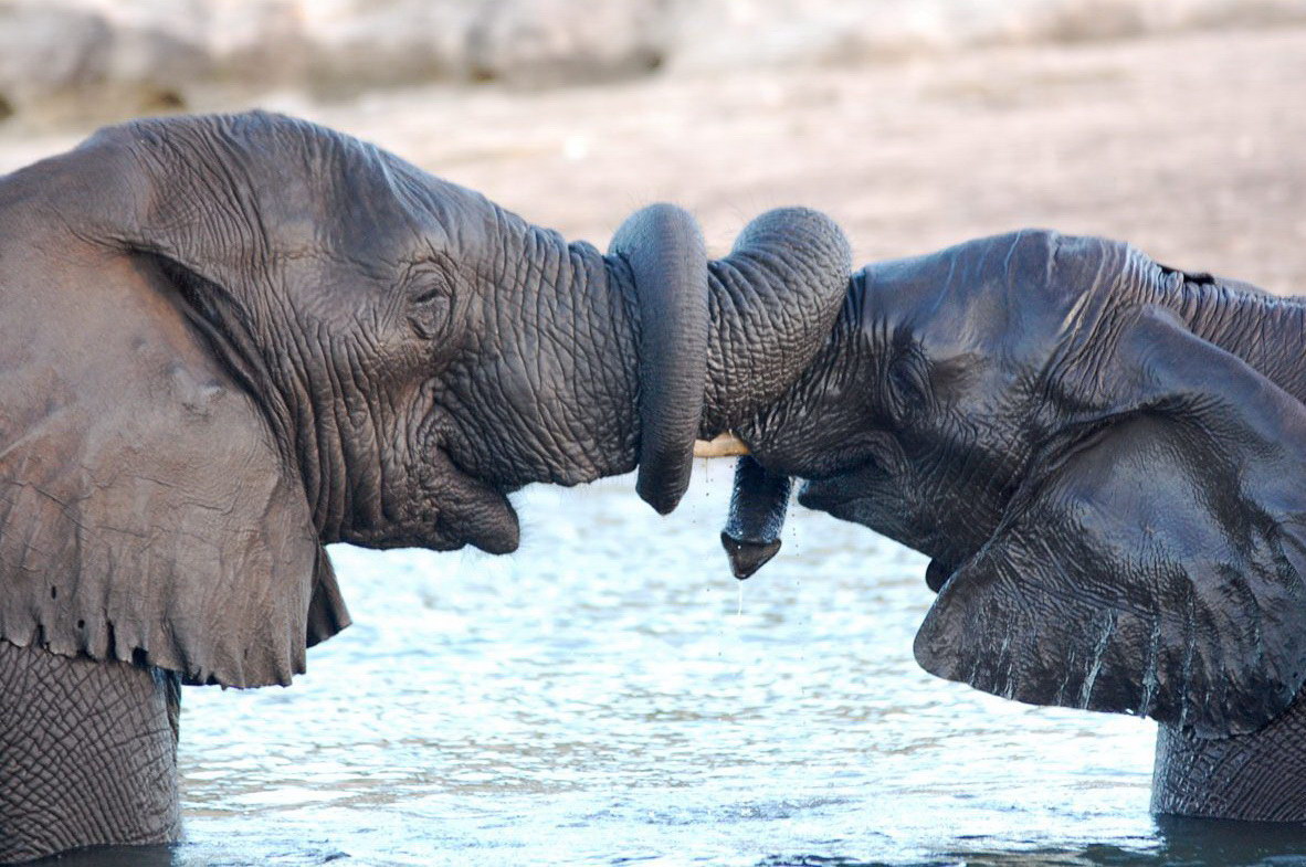 1182x785, 217 Kb / слон, вода, хобот