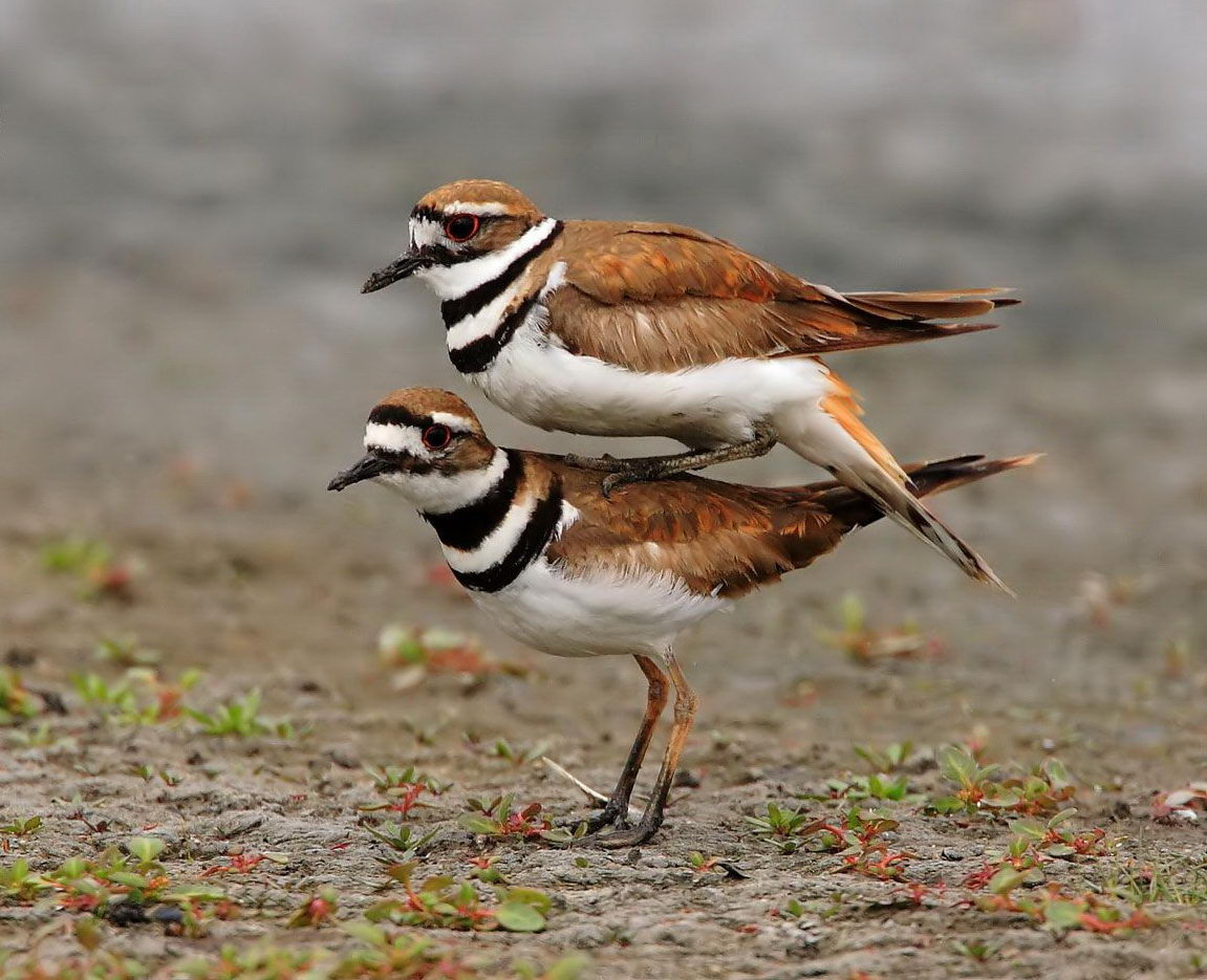 1151x935, 162 Kb / птица, повелевай, властвуй