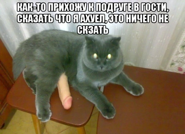 604x436, 48 Kb / котик