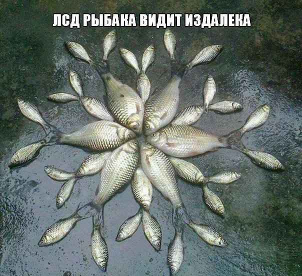 604x552, 114 Kb / лсд, рыба, фигура