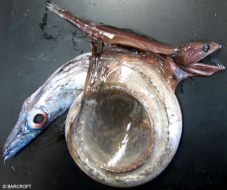 468x393, 56 Kb / Black, swallower, черный, глотатель,