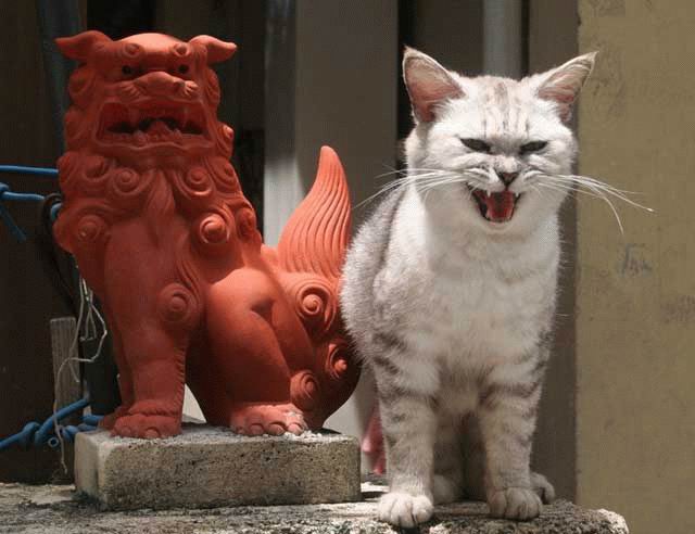 640x492, 39 Kb / кот, скульптура, оскал