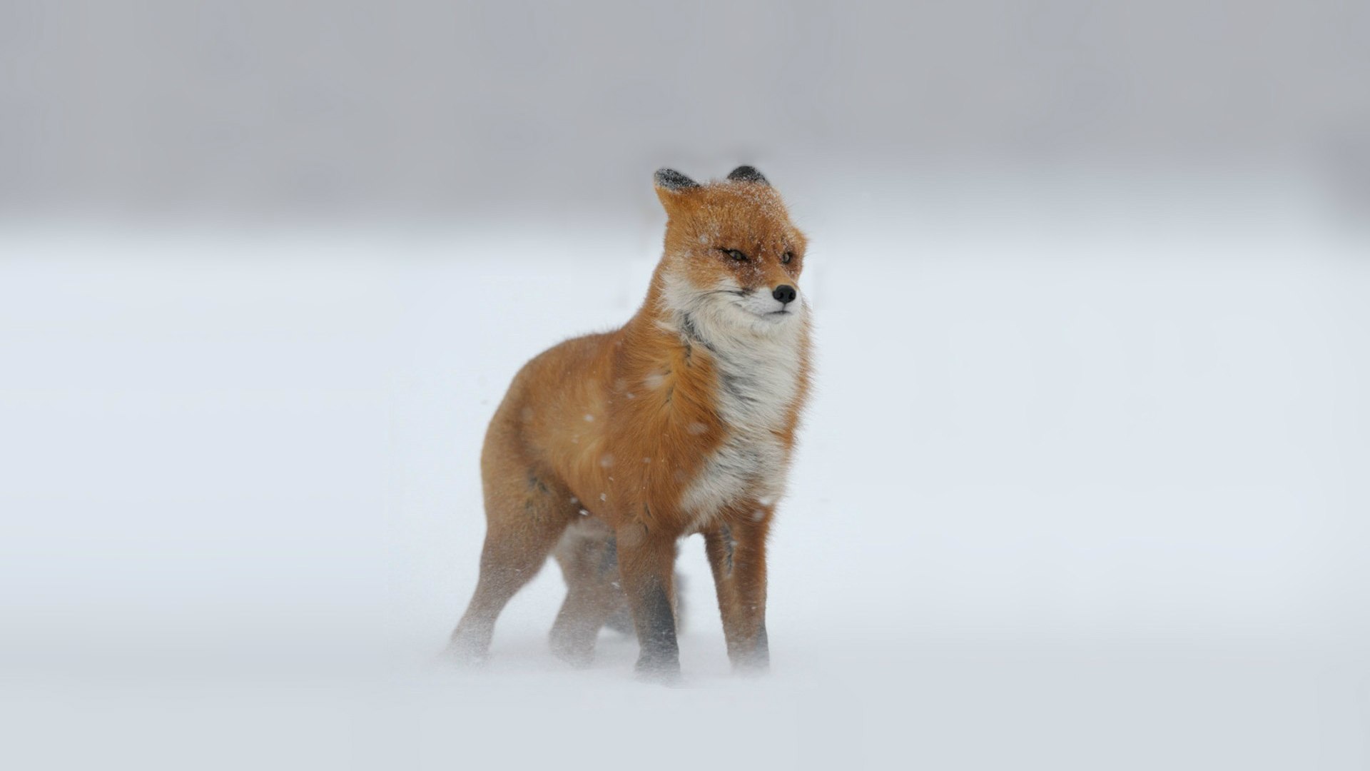 1920x1080, 94 Kb / лисица, зима, ветер