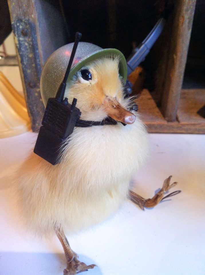 716x960, 67 Kb / утенок, рация, каска