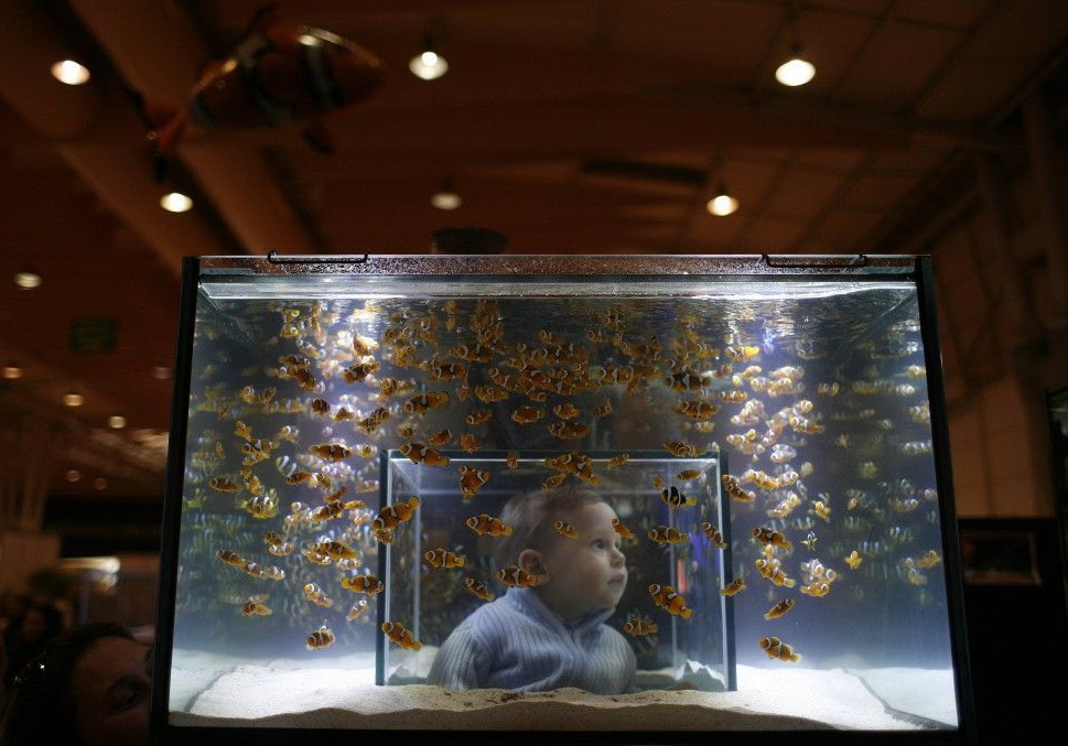 969x677, 205 Kb / аквариум, ребенок, рыбы, атракцион