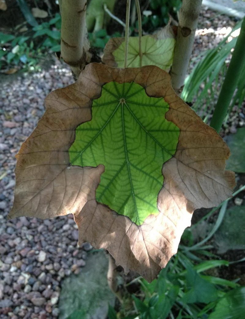 800x1042, 232 Kb / лист, блик, солнце