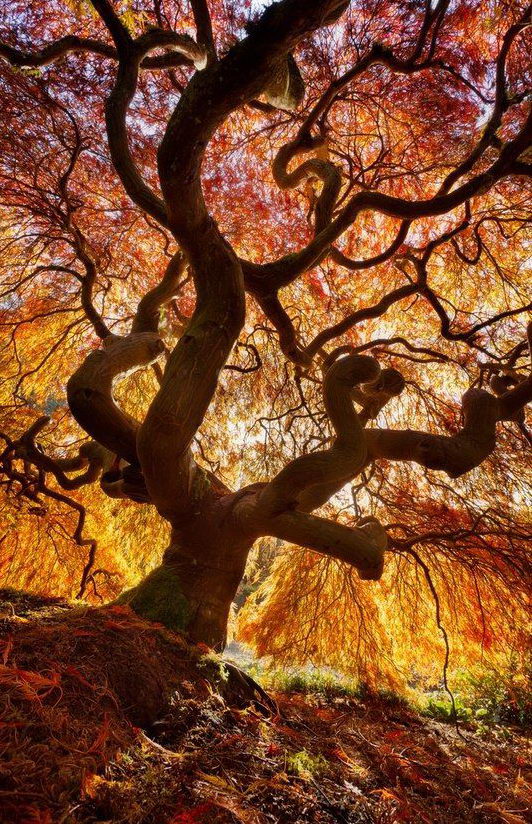 532x824, 190 Kb / дерево, цвет, солнце