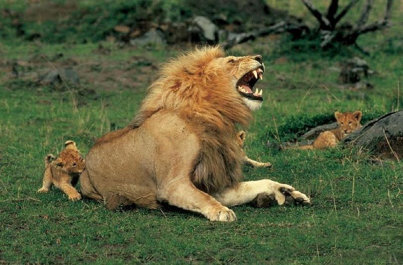 811x534, 85 Kb / лев, львенок, игра, укус