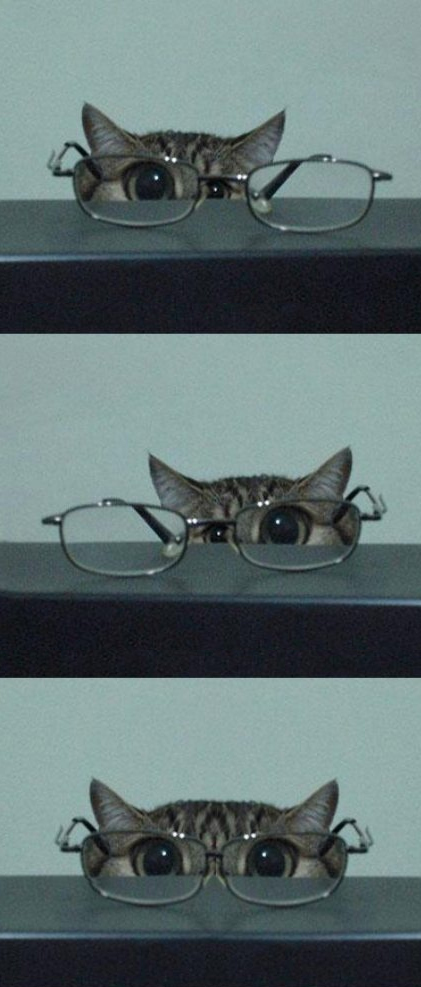 421x987, 182 Kb / кот, очки, стол