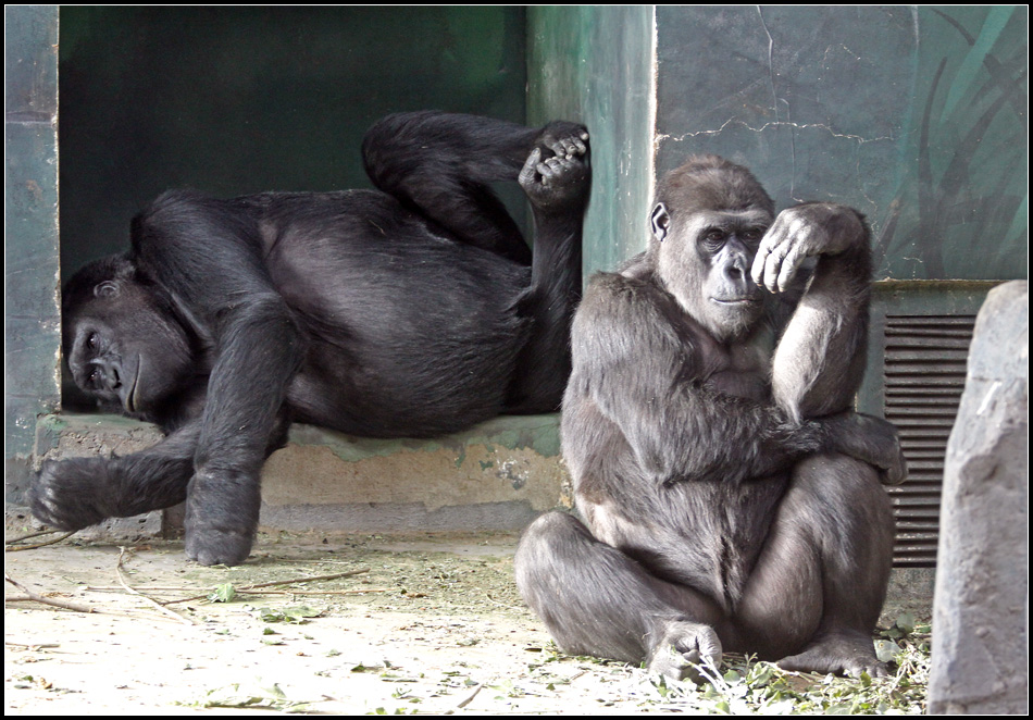 950x662, 288 Kb / обезьяна, вольер