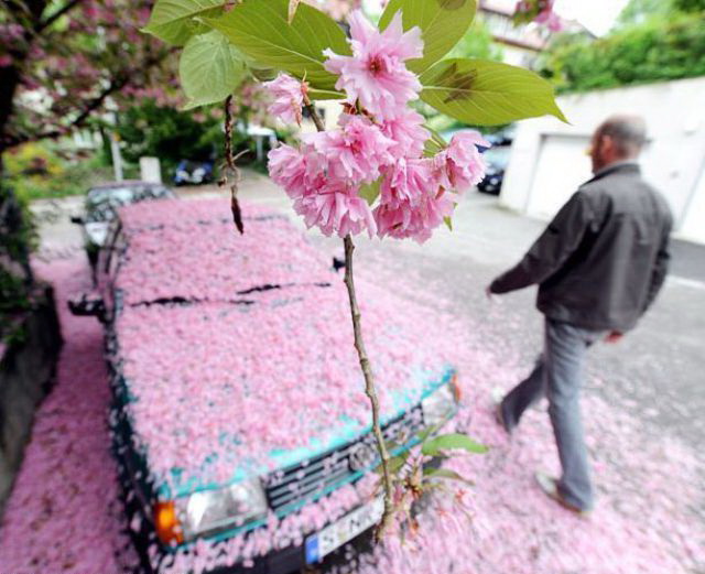 640x521, 95 Kb / машина, лепестки, цветок