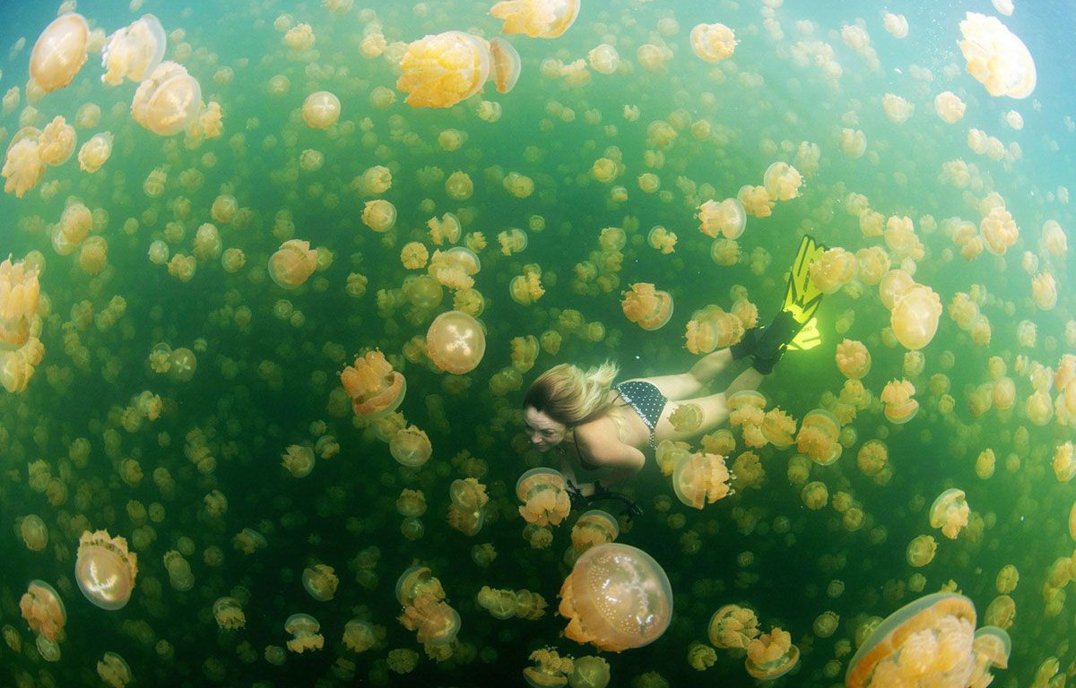 1200x768, 298 Kb / девушка, медузы, ласты