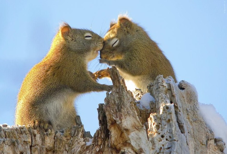 879x597, 176 Kb / белка, пень